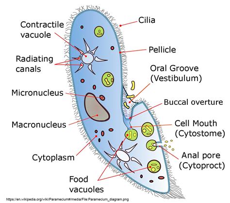 how are paramecium similar to animals